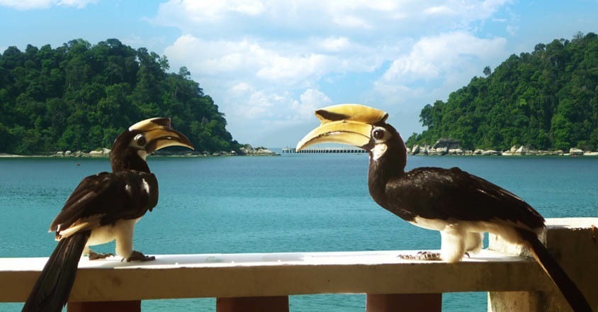 Burung Enggang di Pasir Bogak