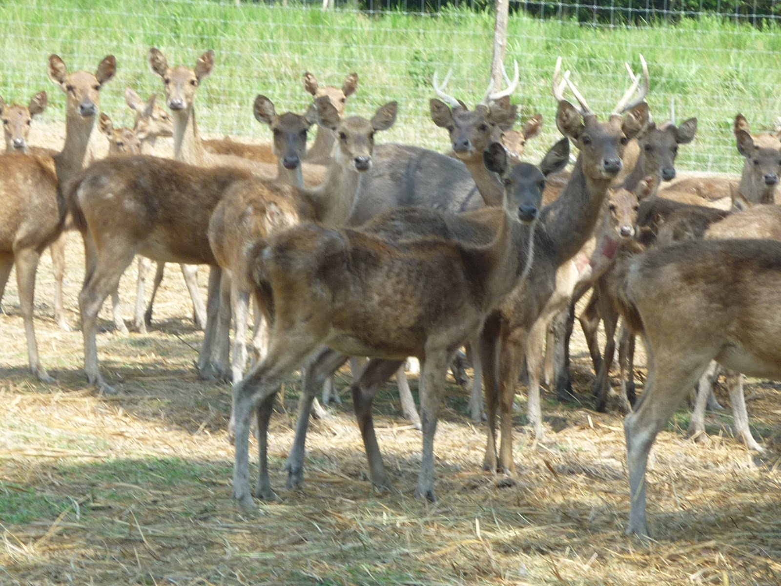 Ladang Ternakan Rusa