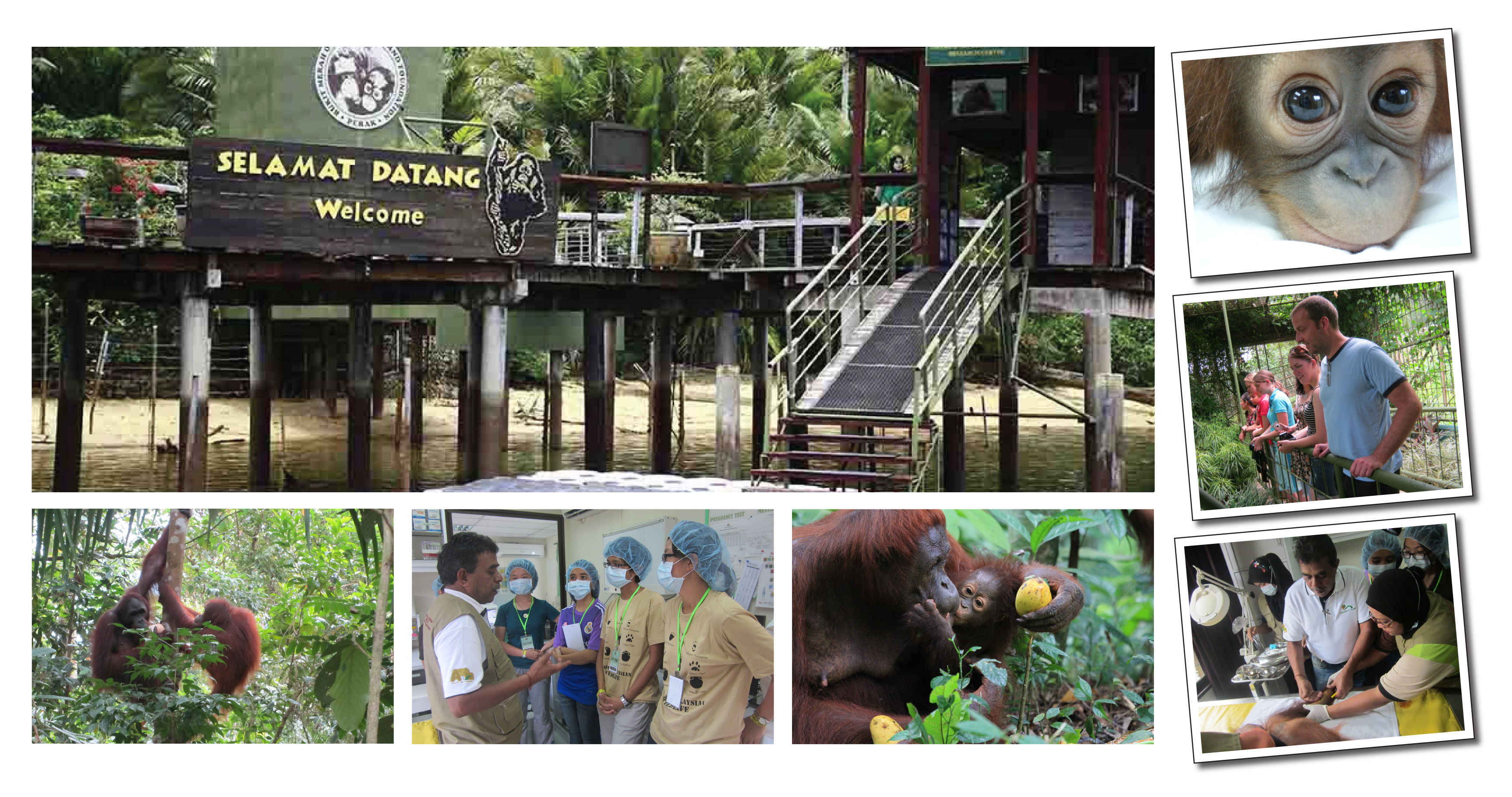 Pulau Orang Utan